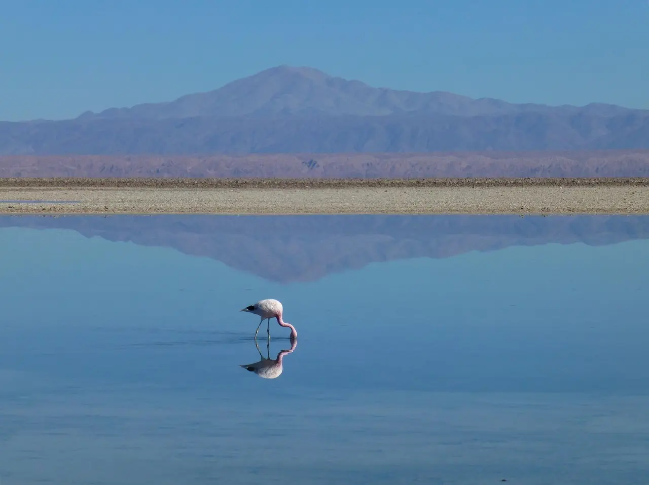 Kan jeg bruge badedyr til træning?